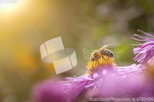Image of pink Aster detail macro with bee
