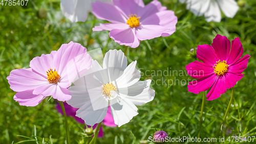 Image of beautiful pink Cosmos bipinnatus flower