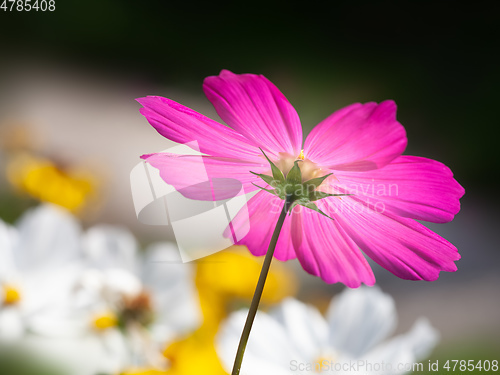 Image of beautiful pink Cosmos bipinnatus flower