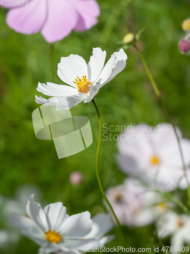 Image of beautiful white Cosmos bipinnatus flower