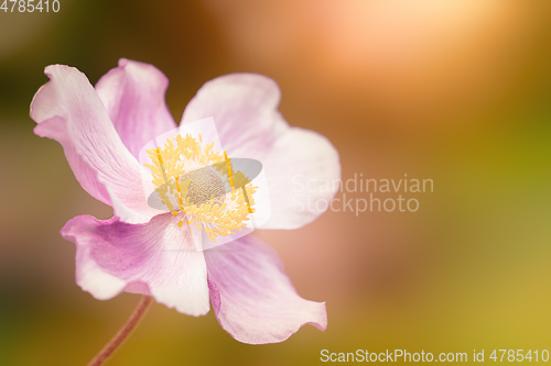 Image of Anemone hupehensis pink flower