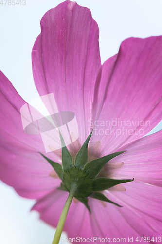 Image of beautiful pink Cosmos bipinnatus flower