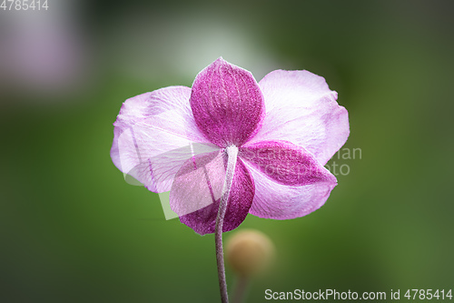 Image of Anemone hupehensis pink flower