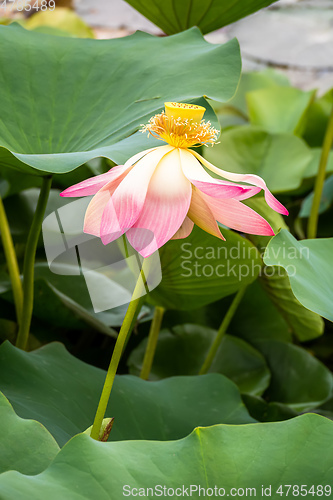 Image of beautiful lotus flower blossom in the garden pond