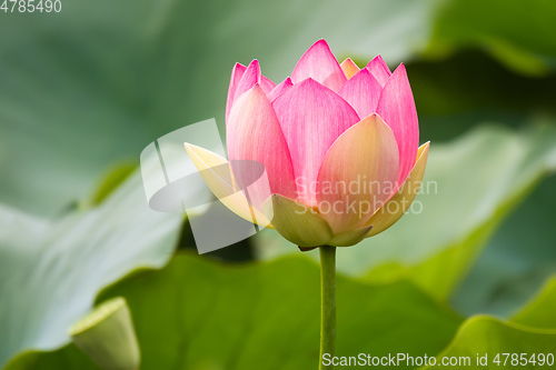 Image of beautiful lotus flower blossom in the garden pond