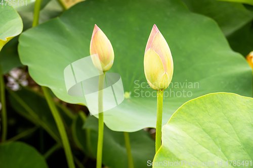 Image of beautiful lotus flower blossom in the garden pond