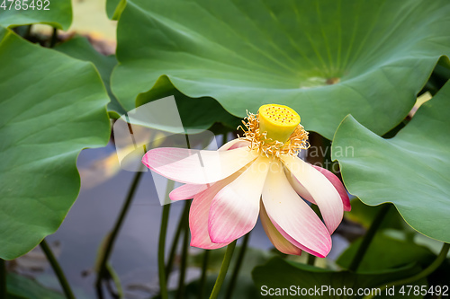 Image of beautiful lotus flower blossom in the garden pond