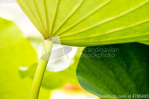 Image of beautiful lotus flower leaf in the garden pond