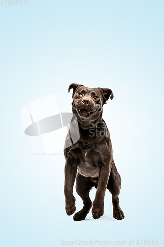 Image of Chocolate labrador retriever dog in the studio. Indoor shot of young pet.