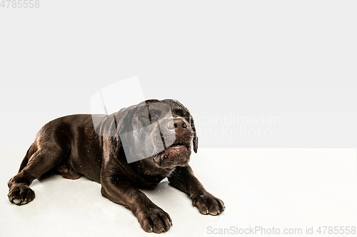 Image of Chocolate labrador retriever dog in the studio. Indoor shot of young pet.