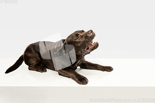 Image of Chocolate labrador retriever dog in the studio. Indoor shot of young pet.