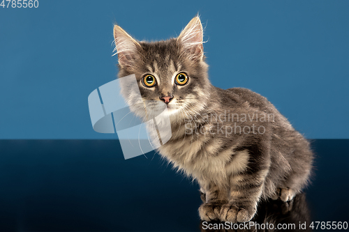 Image of Young cat or kitten sitting in front of a blue background. Flexible and pretty pet.