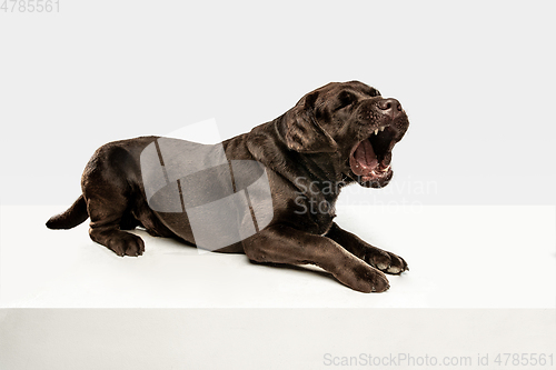 Image of Chocolate labrador retriever dog in the studio. Indoor shot of young pet.