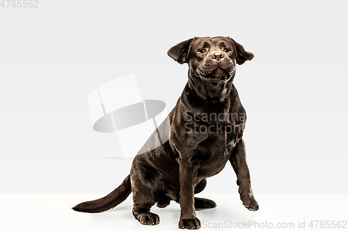 Image of Chocolate labrador retriever dog in the studio. Indoor shot of young pet.