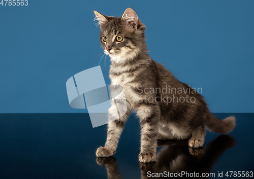 Image of Young cat or kitten sitting in front of a blue background. Flexible and pretty pet.