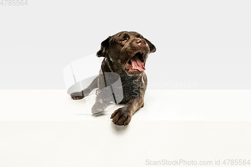 Image of Chocolate labrador retriever dog in the studio. Indoor shot of young pet.