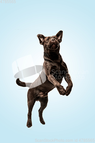 Image of Chocolate labrador retriever dog in the studio. Indoor shot of young pet.