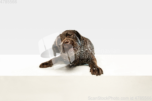 Image of Chocolate labrador retriever dog in the studio. Indoor shot of young pet.