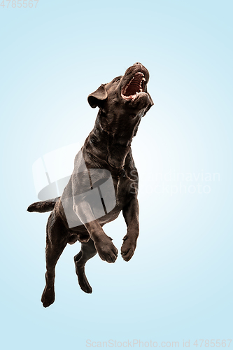 Image of Chocolate labrador retriever dog in the studio. Indoor shot of young pet.