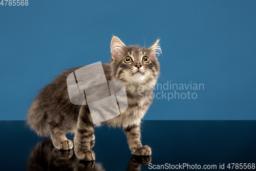 Image of Young cat or kitten sitting in front of a blue background. Flexible and pretty pet.