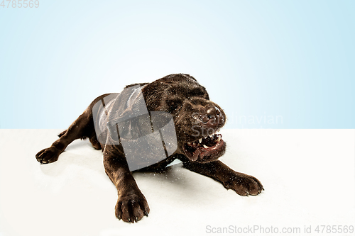 Image of Chocolate labrador retriever dog in the studio. Indoor shot of young pet.