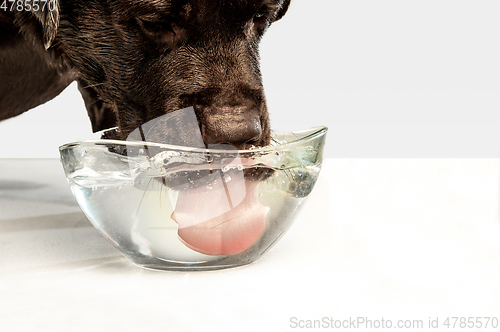 Image of Chocolate labrador retriever dog in the studio. Indoor shot of young pet.