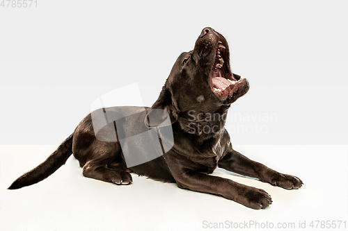 Image of Chocolate labrador retriever dog in the studio. Indoor shot of young pet.