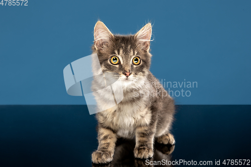 Image of Young cat or kitten sitting in front of a blue background. Flexible and pretty pet.