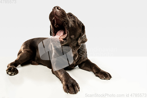 Image of Chocolate labrador retriever dog in the studio. Indoor shot of young pet.