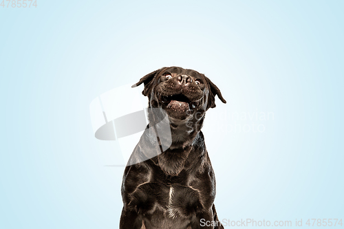 Image of Chocolate labrador retriever dog in the studio. Indoor shot of young pet.