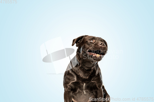 Image of Chocolate labrador retriever dog in the studio. Indoor shot of young pet.