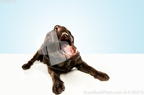 Image of Chocolate labrador retriever dog in the studio. Indoor shot of young pet.