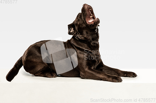 Image of Chocolate labrador retriever dog in the studio. Indoor shot of young pet.