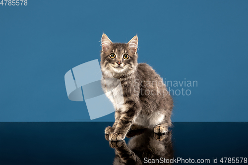 Image of Young cat or kitten sitting in front of a blue background. Flexible and pretty pet.