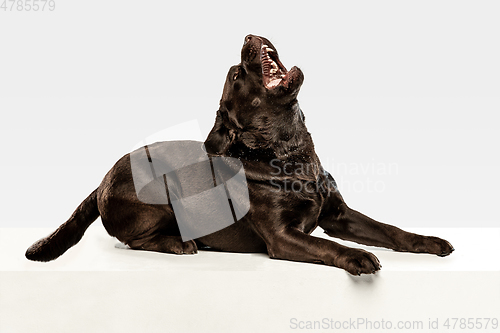 Image of Chocolate labrador retriever dog in the studio. Indoor shot of young pet.