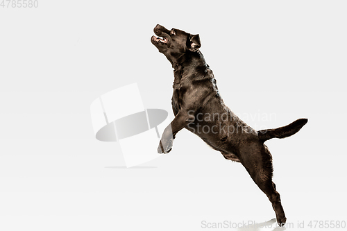 Image of Chocolate labrador retriever dog in the studio. Indoor shot of young pet.