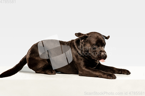 Image of Chocolate labrador retriever dog in the studio. Indoor shot of young pet.