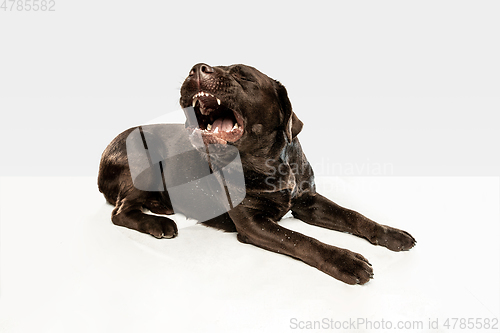 Image of Chocolate labrador retriever dog in the studio. Indoor shot of young pet.