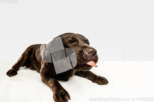 Image of Chocolate labrador retriever dog in the studio. Indoor shot of young pet.