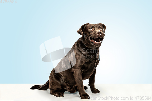 Image of Chocolate labrador retriever dog in the studio. Indoor shot of young pet.