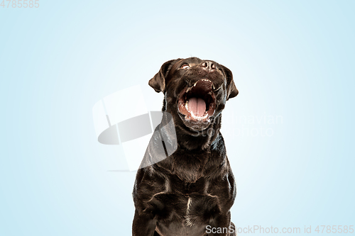 Image of Chocolate labrador retriever dog in the studio. Indoor shot of young pet.