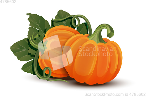 Image of Pumpkins with leaves isolated on white background