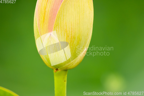 Image of beautiful lotus flower blossom in the garden pond