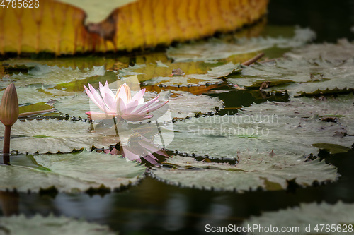 Image of beautiful pink water lily in the garden pond