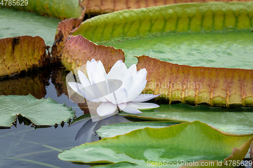 Image of beautiful white water lily in the garden pond