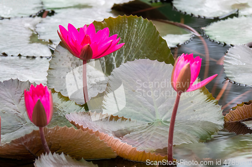 Image of beautiful pink water lily in the garden pond