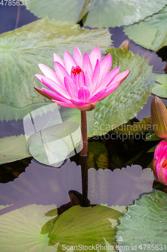 Image of beautiful pink water lily in the garden pond