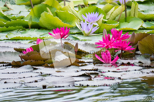 Image of beautiful pink water lily in the garden pond