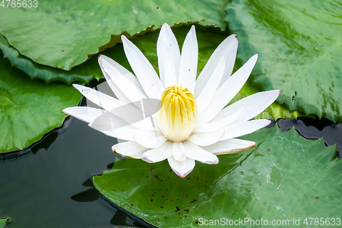 Image of beautiful white water lily in the garden pond