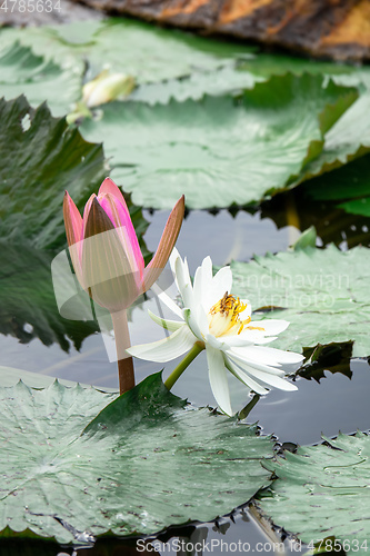 Image of beautiful pink water lily in the garden pond